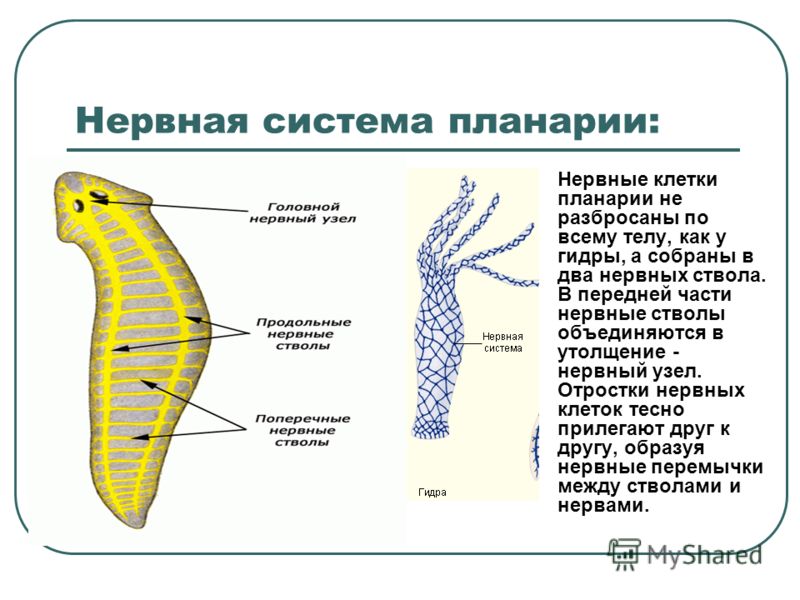 Kra39at